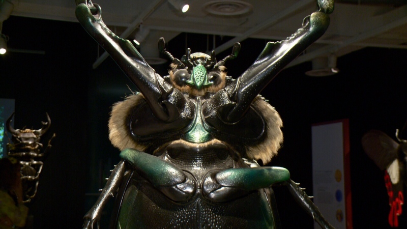 A large insect model on display at the Canadian Museum of Nature, Oct. 21, 2015