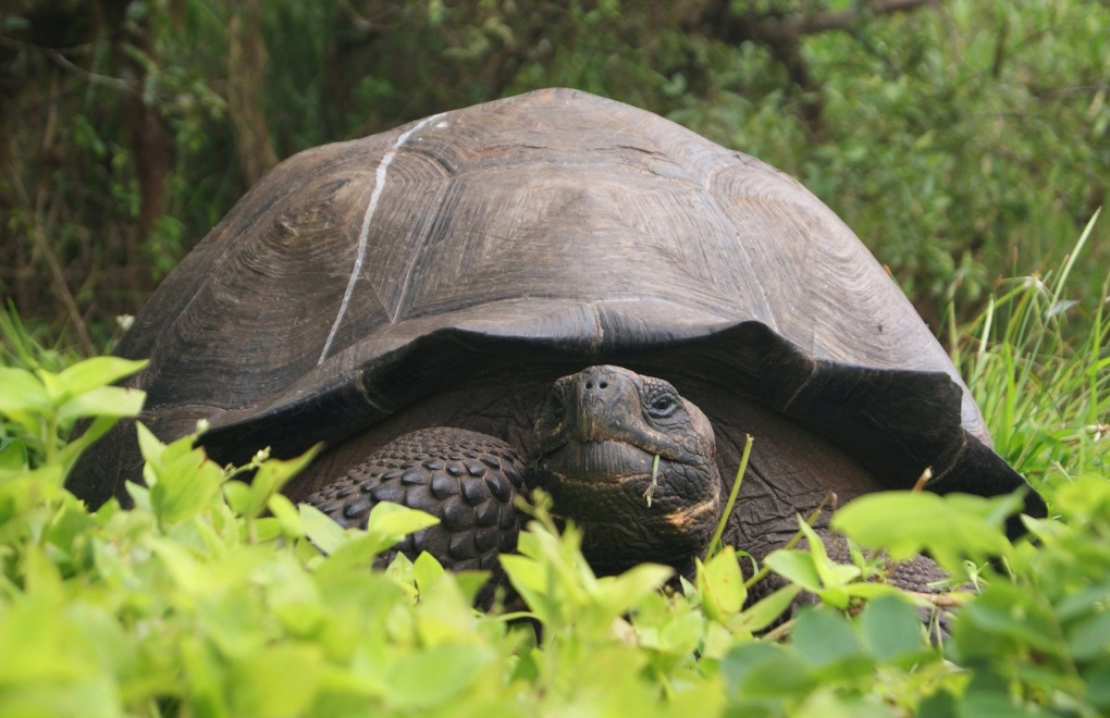 new species of tortoise