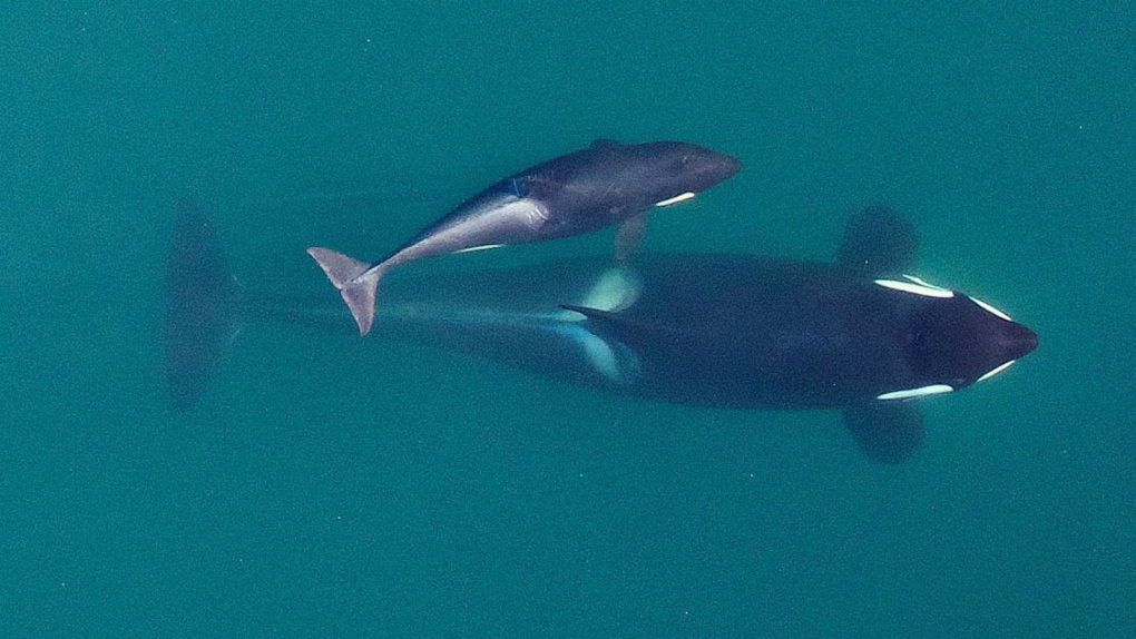Biologists use drones to track Orcas