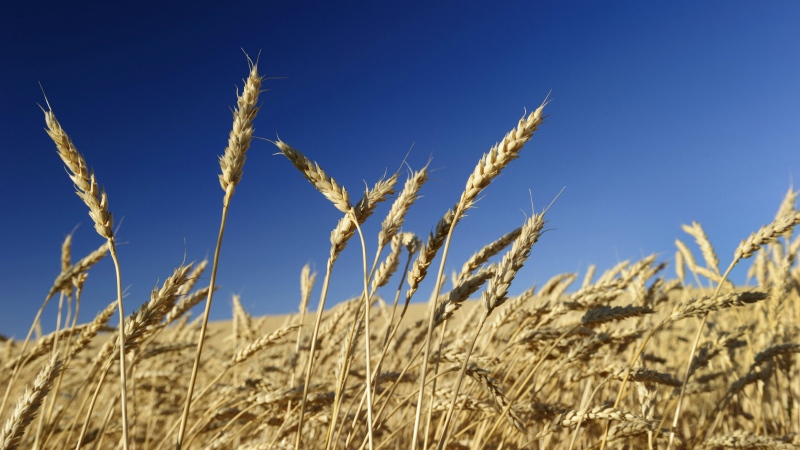 Ripened wheat ready for harvest in a large crop field near Maple Creek, Saskatchewan on August 21, 2013. (Larry MacDougal / The Canadian Press)