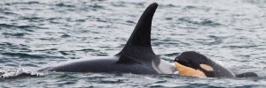  Endangered B.C. killer whale pod adds new calf 