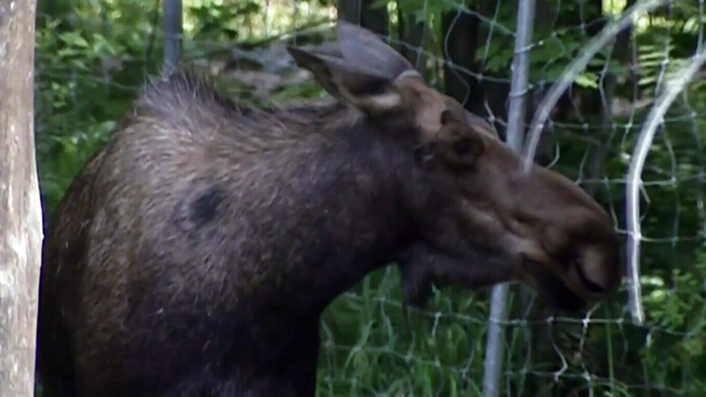 CTV Atlantic: Moose hunt stirring controversy 