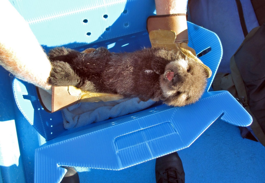 Malnourished baby sea otter 