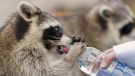 A raccoon drinks from a bottle held by a woman in Mount Royal park in Montreal, in this Sept. 26, 2010 photo. (THE CANADIAN PRESS/Graham Hughes)