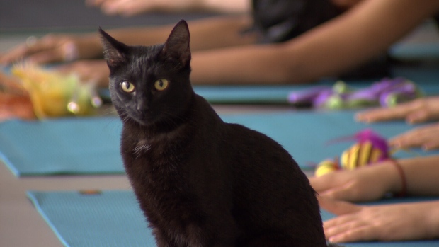 Beyond downward dog Black cat  yoga  comes to Vancouver 
