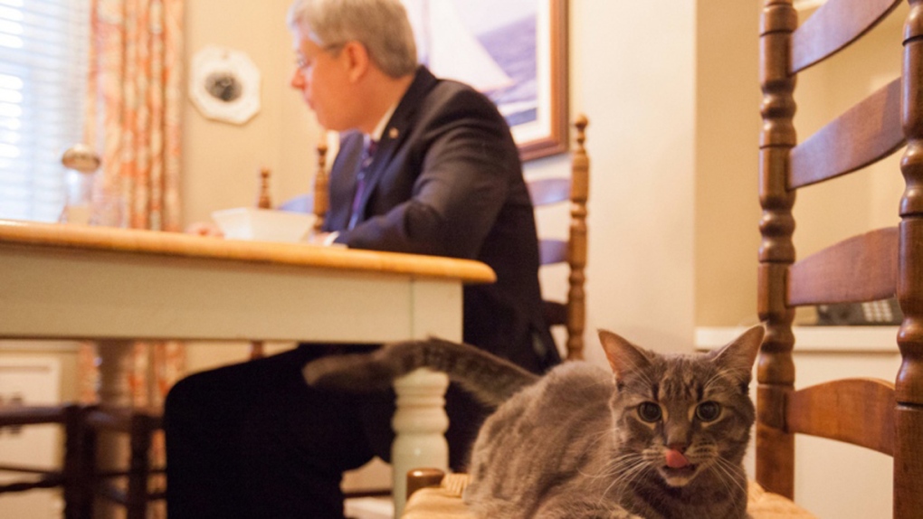 Prime Minister Stephen Harper and his cat, Stanley