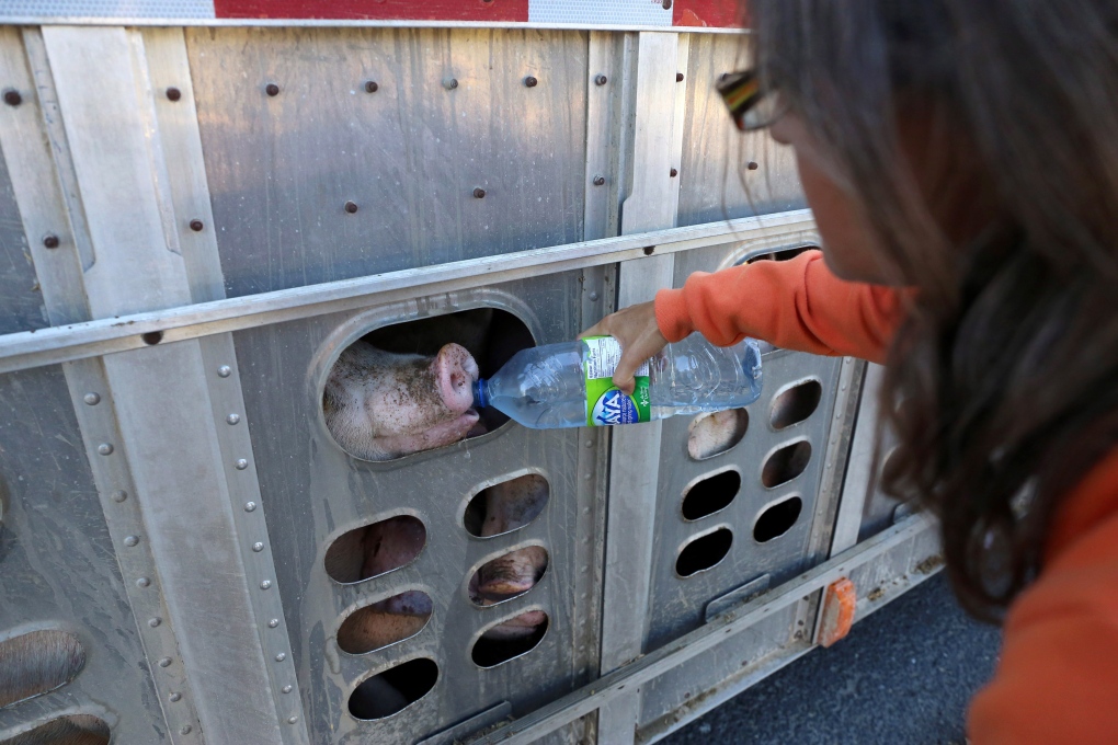 Woman who gave water to slaughter-bound pigs testifies at her mischief  trial