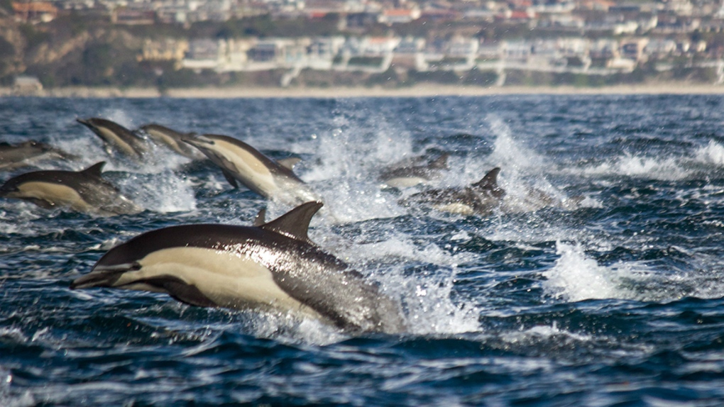 Dolphins near California