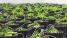 Marijuana grows inside the Kindcann plant in Paris, Ont., on Monday, Nov. 16, 2015.