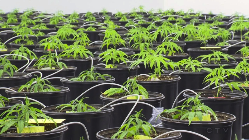 Marijuana grows inside the Kindcann plant in Paris, Ont., on Monday, Nov. 16, 2015.