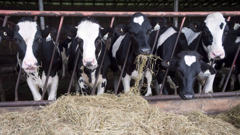 Dairy cows are seen at a farm in Danville, Que., on August 11, 2015. (THE CANADIAN PRESS/Ryan Remiorz)