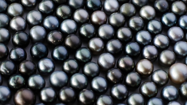 plaag verkeer escaleren Tahitian black pearls threatened by climate change | CTV News