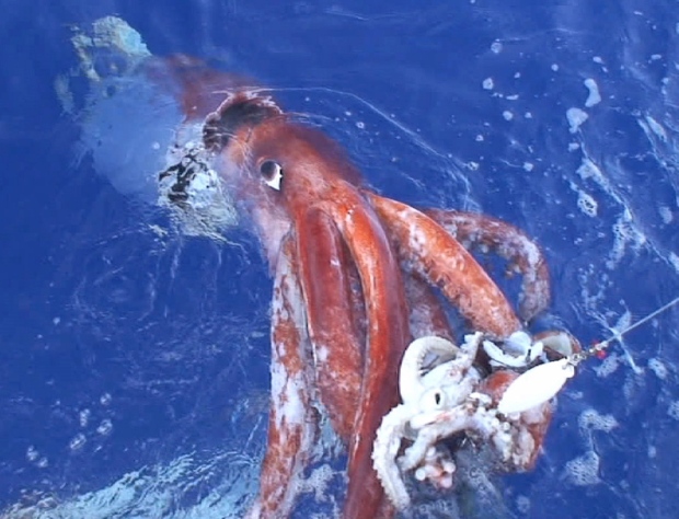 Flashback Friday: Legendary giant squid recorded in rare encounter | CTV News