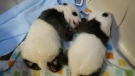 The Toronto Zoo's panda cubs are seen at six weeks old. (Toronto Zoo)