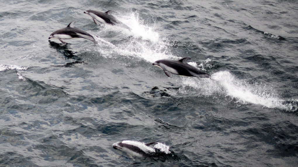 Dolphins swimming near Nanaimo Harbour, B.C.