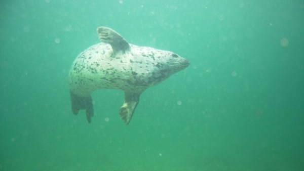 File photo: A harbour seal is shown in the waters off the coast of Nanaimo. (Courtesy Sundown Diving) 
