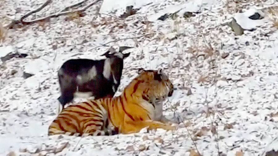 Extended: Russian tiger befriends goat