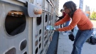 Animal rights activist Anita Krajnc gives water to a pig in a truck in a handout photo. (The Canadian Press/HO-Elli Garlin)