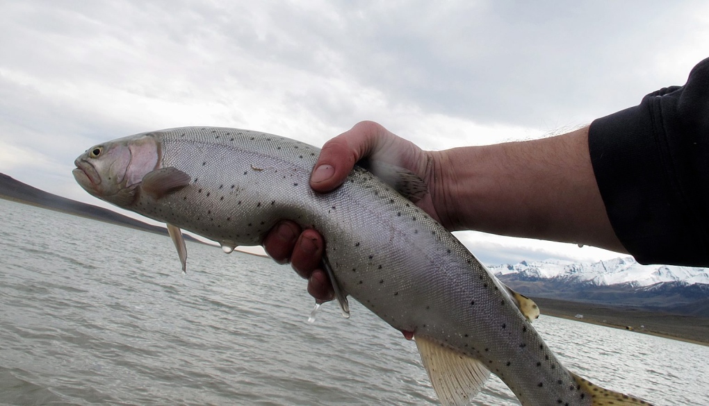 A cutthroat trout 