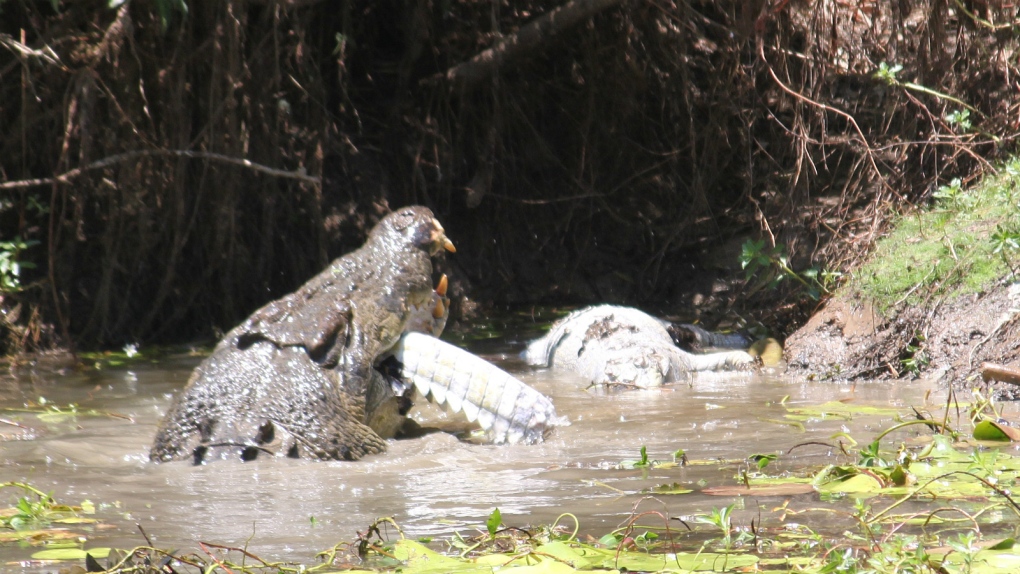 Tourist captures crocodile attack in Australia