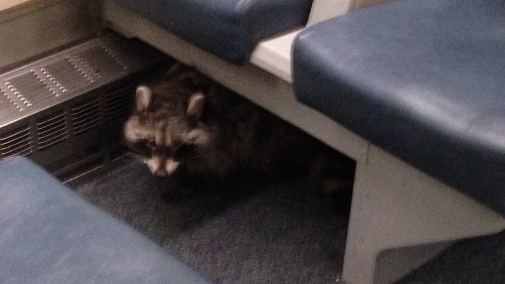 Raccoon on GO train