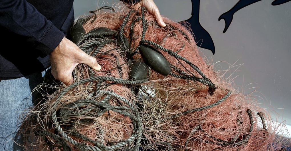 Whales tangled in nets