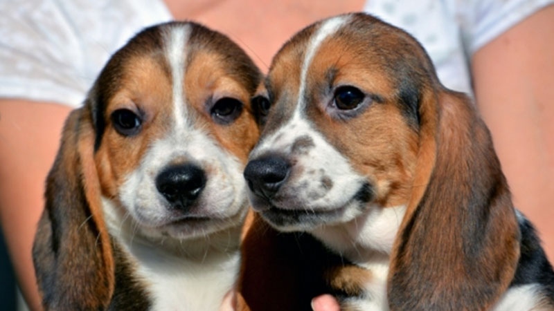 Puppies born by in vitro fertilization