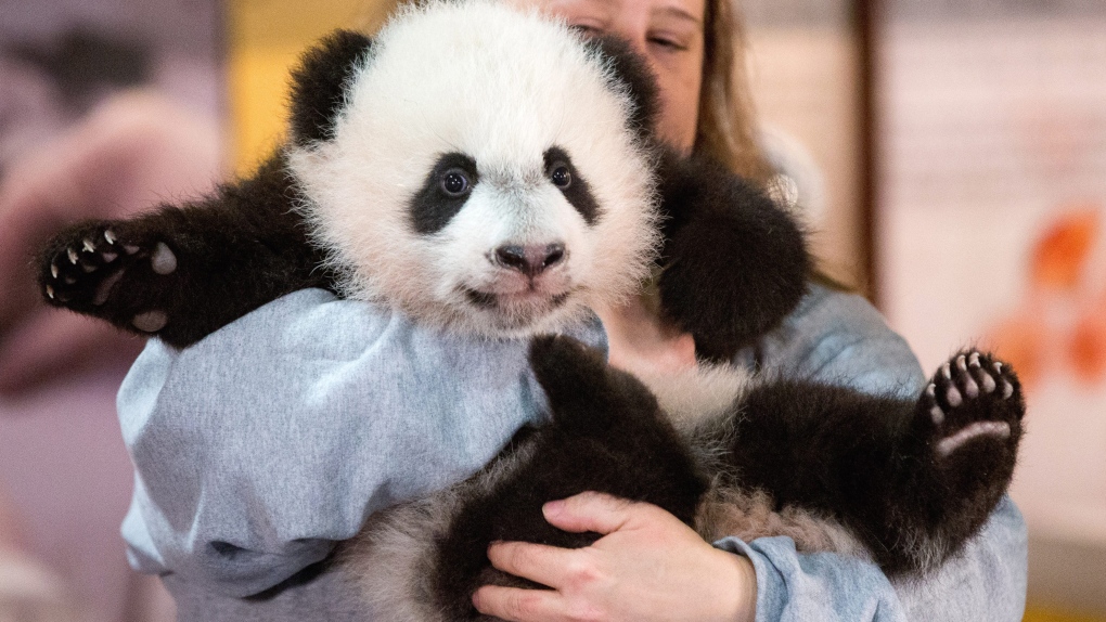 National Zoo panda cub