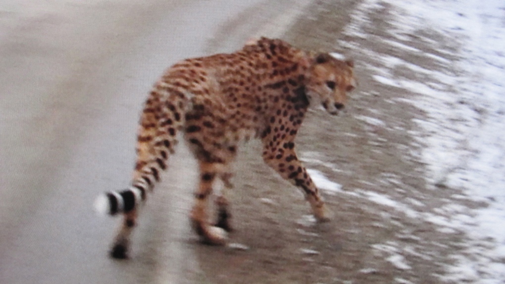 Cheetah spotted in BC