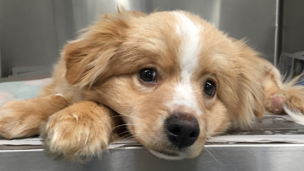 Mittens, an injured dog at Winnipeg Humane Society