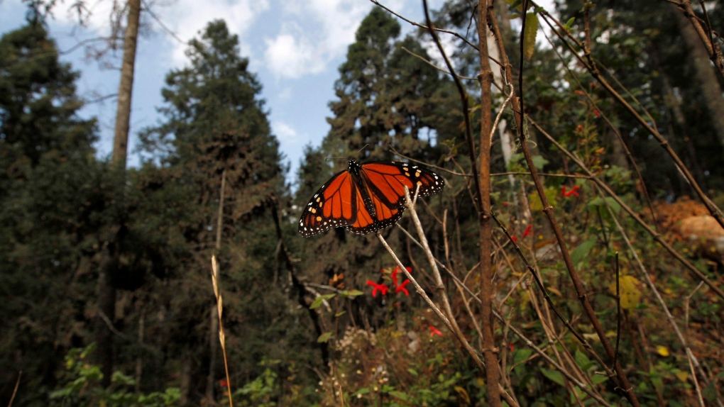 Monarch butterly in Mexican reserve