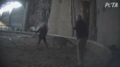 Michael Hackenberger, owner of the Bowmanville Zoo, is seen striking a tiger in a video released by PETA.