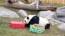 Er Shun and Da Mao, two giant pandas at the Toronto Zoo, tore through piñatas full of their favourite treats for Christmas. (The Toronto Zoo / Twitter)