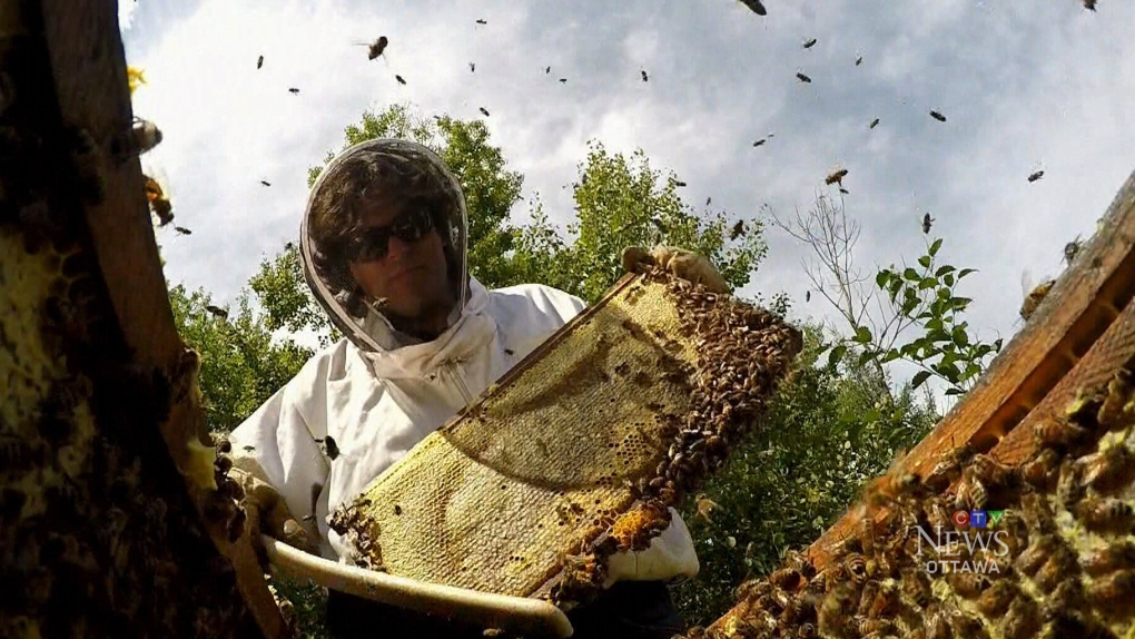 Beehive stolen