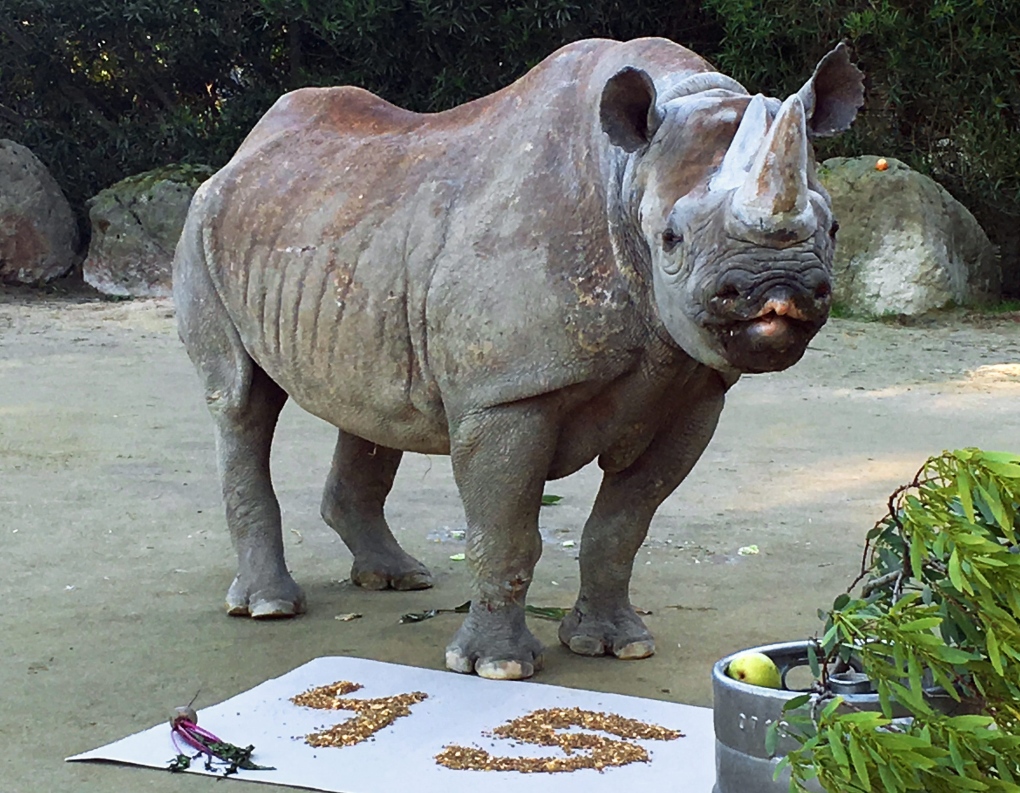 Elly the rhinoceros turns 45