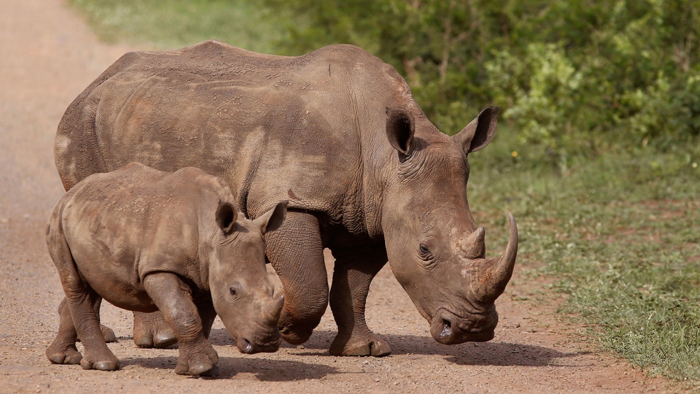 Rhino poaching numbers down slightly in 2015