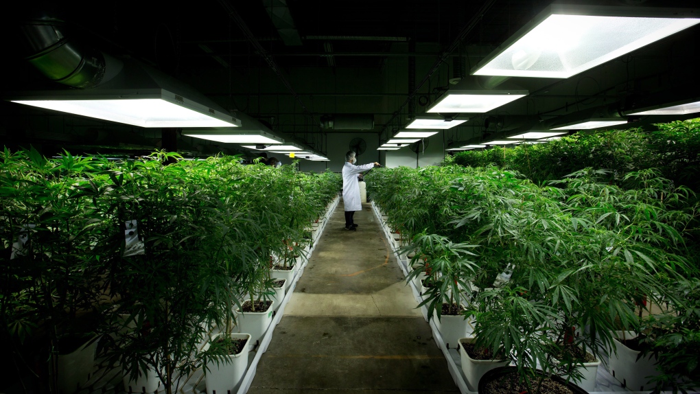 Marijuana plants growing in Richmond, B.C.