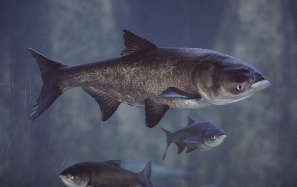 Asian carp could make up one-third of combined fish weight in Lake