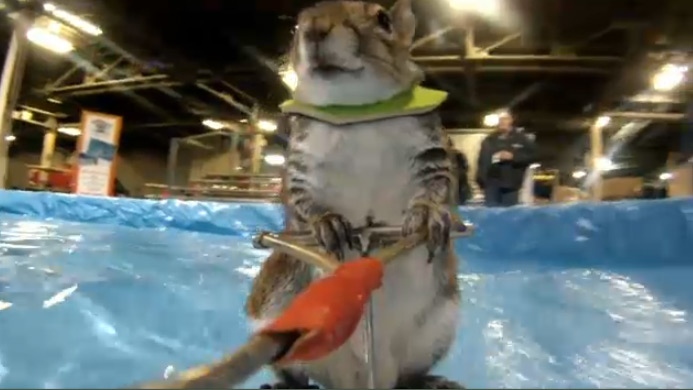 'Twiggy' the waterskiing squirrel