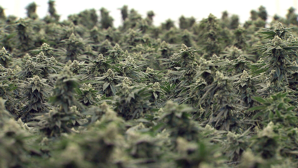 Tweed marijuana