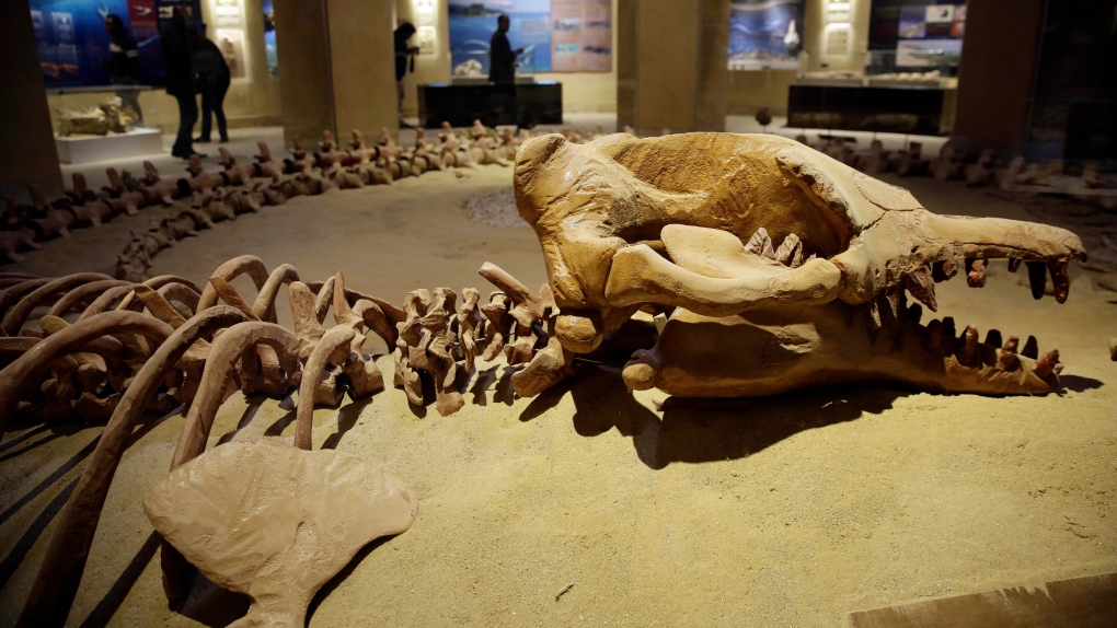 walking whale fossil egypt