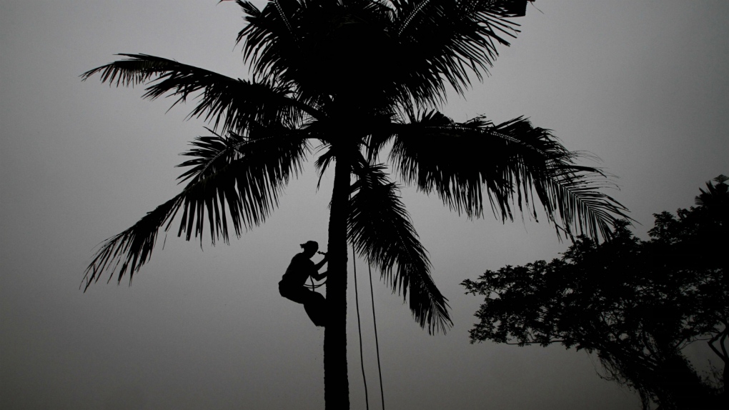Coconut trees lose classification in Goa