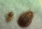 This 2008 file photo provided by Virginia Tech Department of Entomology shows mother and child bed bugs. (Virginia Tech Department of Entomology / Tim McCoy / The Canadian Press)