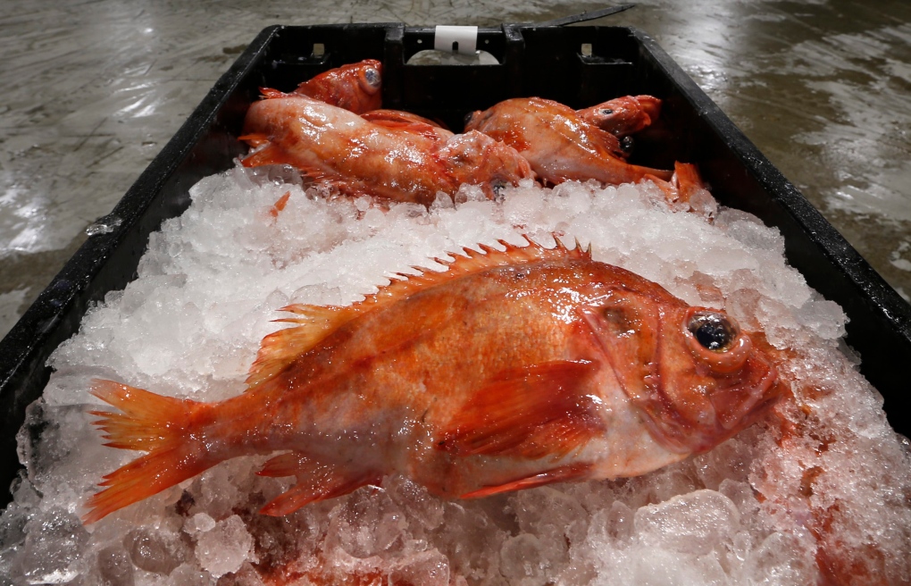 Seafood industry rebranding 'trash fish