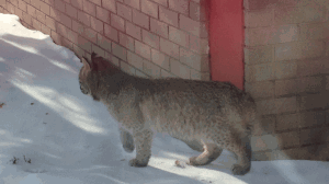 One of the women captured this photo of the bobcat. (Mennonite Heritage Willage)