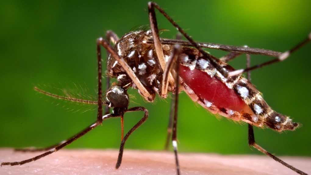 CTV National News: Travel warning due to Zika