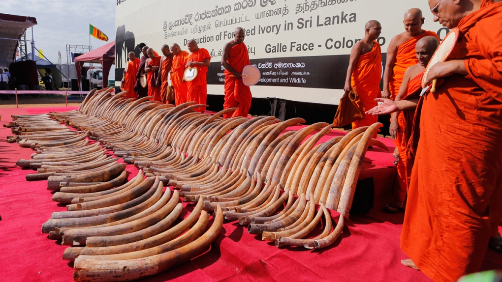 African ivory in Colombo, Sri Lanka