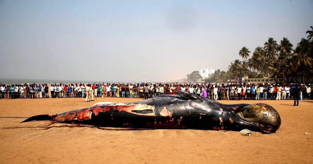 Dead whale in India