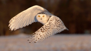 Snowy Owl