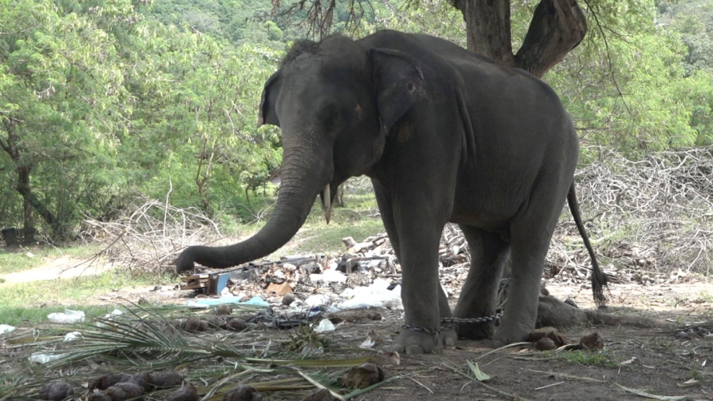 An elephant in Samui, Surat Thani, Thailand